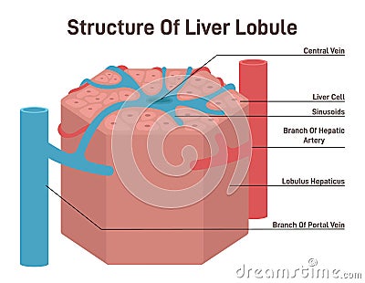 Liver lobule structure. Hexagonal shaped part of human internal Cartoon Illustration