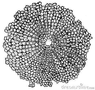 Liver lobule of a 10-year-old boy with the cross-section of the central liver nerve trunk. Stock Photo