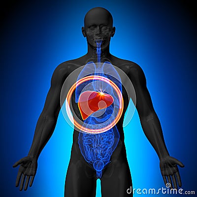 Liver - Male anatomy of human organs - x-ray view Stock Photo