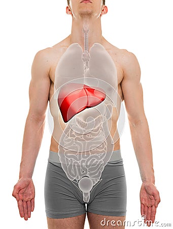 Liver Male - Internal Organs Anatomy - 3D illustration Cartoon Illustration