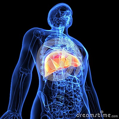 3d illustration of human body liver anatomy Stock Photo