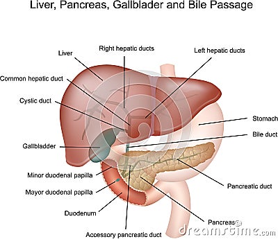 Liver, pancreas, gallbladder, duodenum and bile pa Vector Illustration