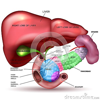 Liver, pancreas, gallbladder Vector Illustration