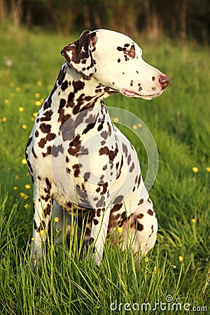 Liver Spotted Dalmatian Stock Photo