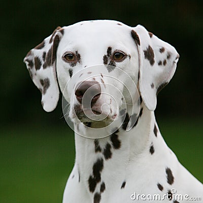 Liver spotted Dalmatian Stock Photo