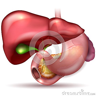 Liver, stomach Vector Illustration