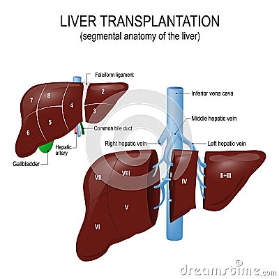 Liver transplantation. segmental anatomy of the liver Vector Illustration