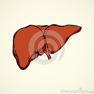 Liver. Vector drawing Vector Illustration