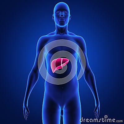 Liver Stock Photo