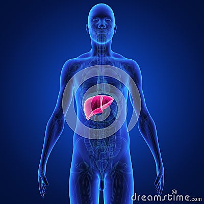 Liver Stock Photo