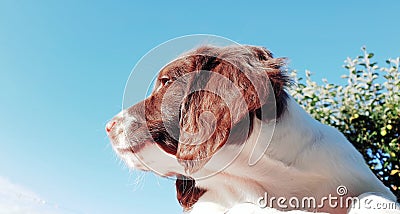 Cute puppy dog outdoors blue sky copyspace Stock Photo