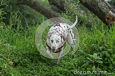 Liver and white Dalmatian Stock Photo
