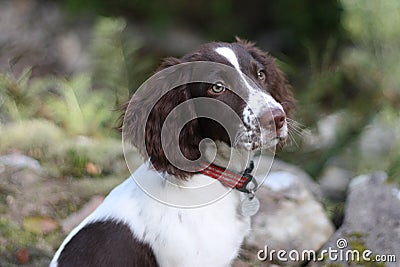 A liver and white working type english springer spaniel pet gundog Stock Photo