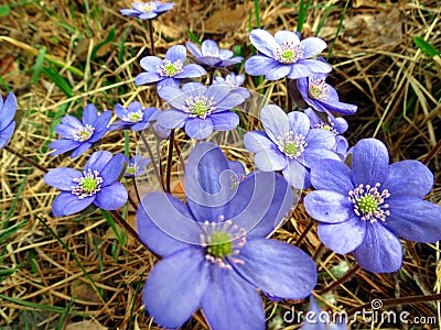 The first spring flowers bloomed Stock Photo