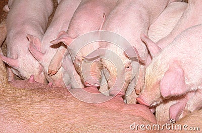 Livestock breeding. Pig and newborn piglet in pig farm Stock Photo