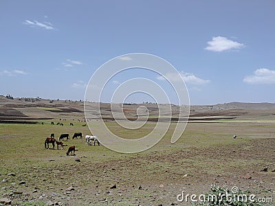 Livestock Ethiopian landscape Stock Photo