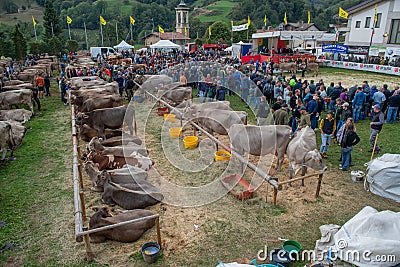 Livestock Fair, the largest cattle show in the Bergamo valleys Editorial Stock Photo