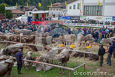 Livestock Fair, the largest cattle show in the Bergamo valleys Editorial Stock Photo