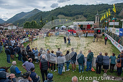 Livestock Fair, the largest cattle show in the Bergamo valleys Editorial Stock Photo