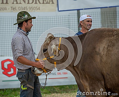 Livestock Fair, the largest cattle show in the Bergamo valleys Editorial Stock Photo