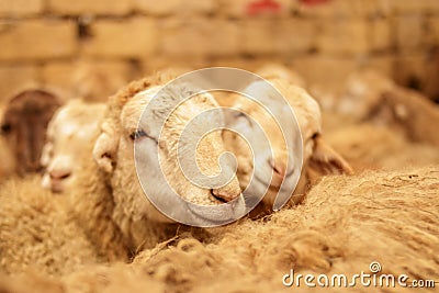 Livestock farm, flock of sheep. Indoor shot. Stock Photo