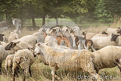 Livestock Stock Photo