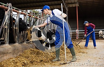 Livestock farm worker feeding cows in cowshed, tossing fresh hay into stall with pitchfork Stock Photo