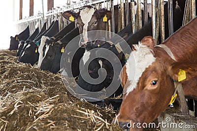 Livestock feeding in a barn at a farm Stock Photo