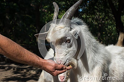 Livestock. Goat eats from a human hand. Stock Photo