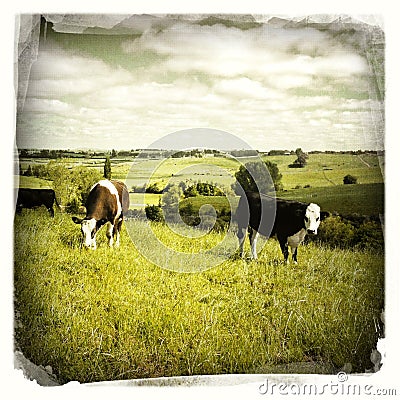 Livestock grazing Stock Photo