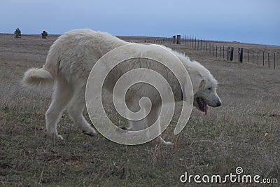 Livestock guardian dog Stock Photo