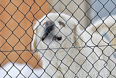 Livestock guardian dog Stock Photo