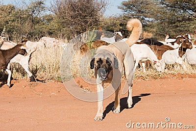 Livestock guarding dog Stock Photo