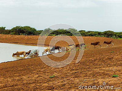 Livestock herd water hole Somalia Stock Photo