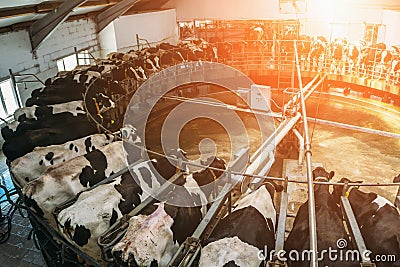Livestock husbandry and Production of dairy products concept, Milking cows Stock Photo