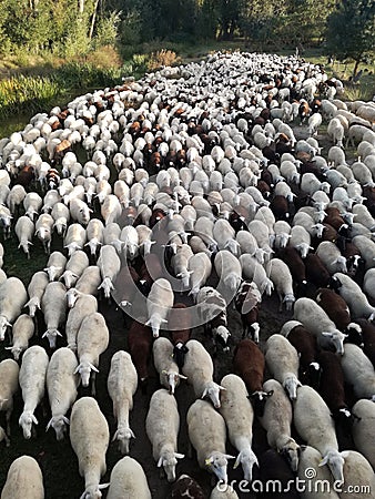 Livestock industry. Ruminant domestic mammalia. The inside the flock of sheep, seen from above. Ovine cattle breeding. EU. Stock Photo