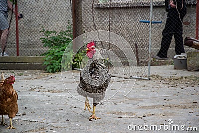 Mixed chicken and rooster in the backyard, farm living, brown, black birds, rural scene Stock Photo