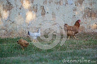 Mixed chicken and rooster in the backyard, farm living, brown, black birds, rural scene Stock Photo
