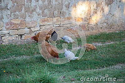 Mixed chicken and rooster in the backyard, farm living, brown, black birds, rural scene Stock Photo