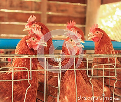 Livestock of Red chicken Stock Photo