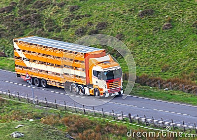 Livestock in truck trailer transport Stock Photo