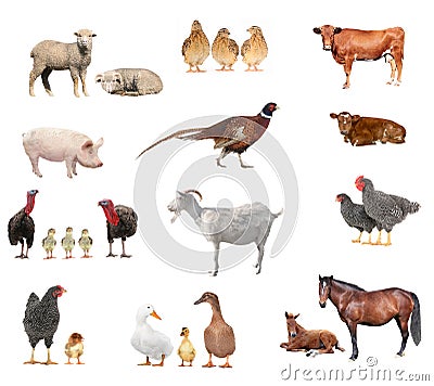 Livestock Stock Photo