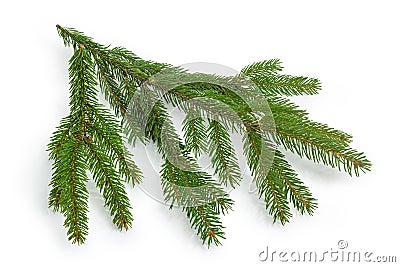 Living branch of spruce on a white background Stock Photo