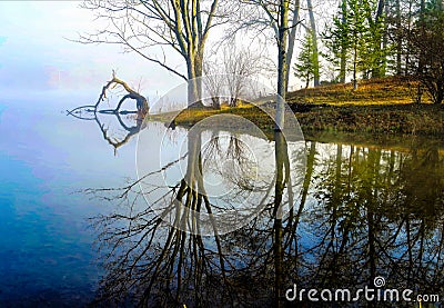 Living And Dying Trees Along Lake Reflections Stock Photo