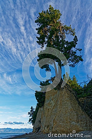 Living on the edge, a cliff top tree at Kina Beach, Tasman, near Motueka, New Zealand Stock Photo