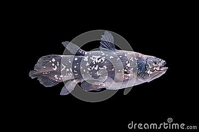 Living fossil fish, Coelacanth. Stock Photo