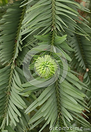 Living fossil Wollemi pine Wollemia nobilis emerging cone Stock Photo