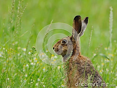 Living in the Grassland Stock Photo