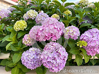 Living hedge hydrangea pastel lilac and pink flowers Stock Photo