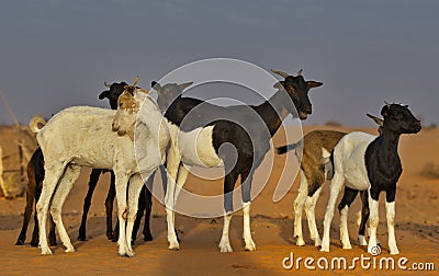 Living in a lifeless desert Stock Photo